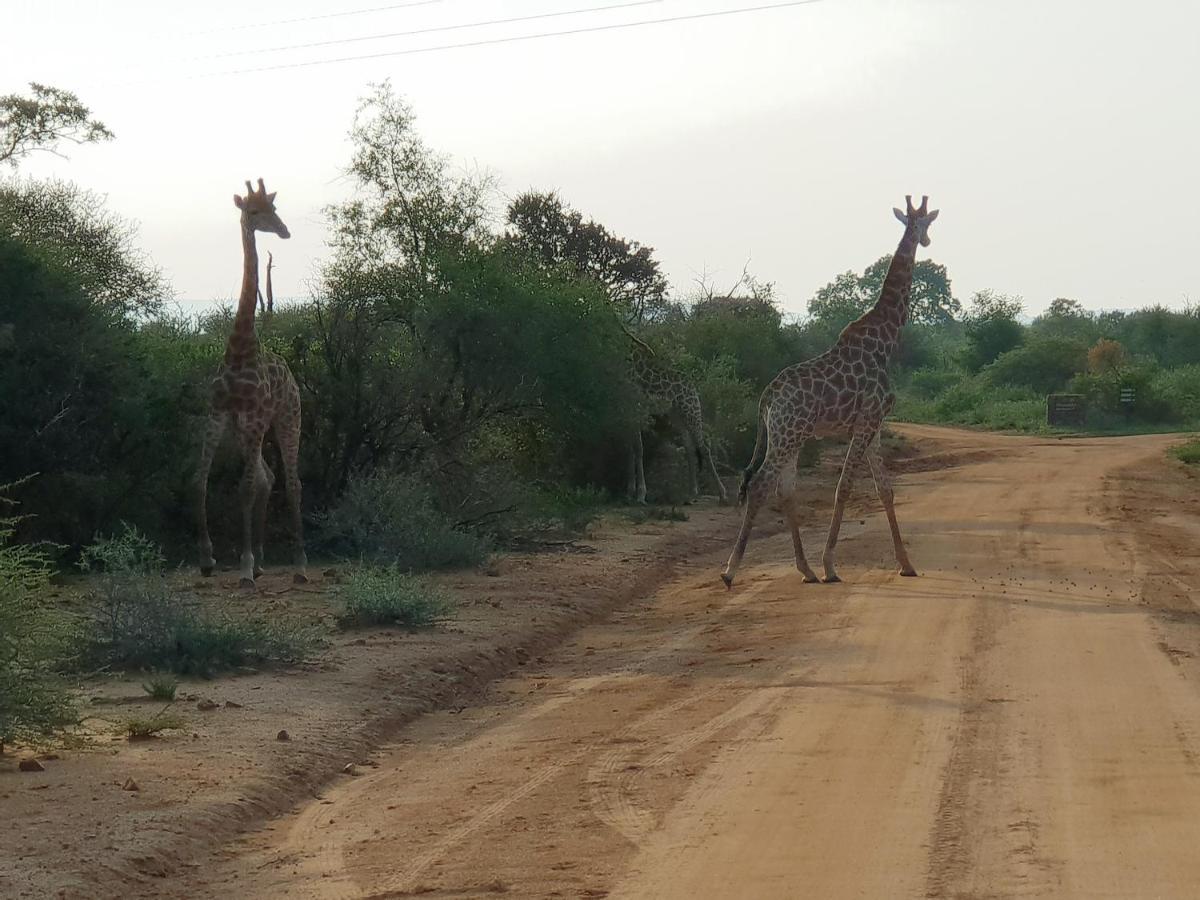636 Itaga Safari Lodge, Mabalingwe Nature Reserve Mabula Game Reserve Eksteriør billede