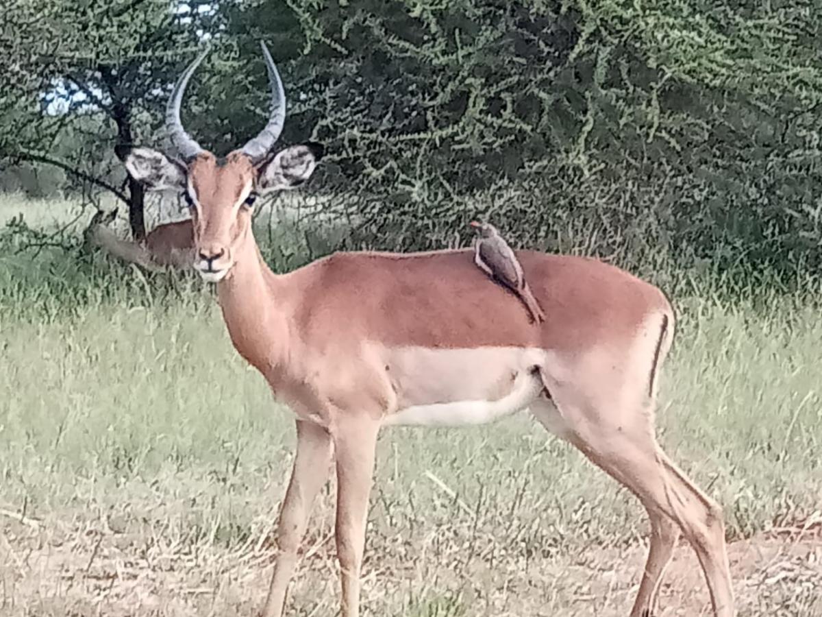 636 Itaga Safari Lodge, Mabalingwe Nature Reserve Mabula Game Reserve Eksteriør billede